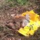 cuccioli di cinghiale massacrati all'insugherata