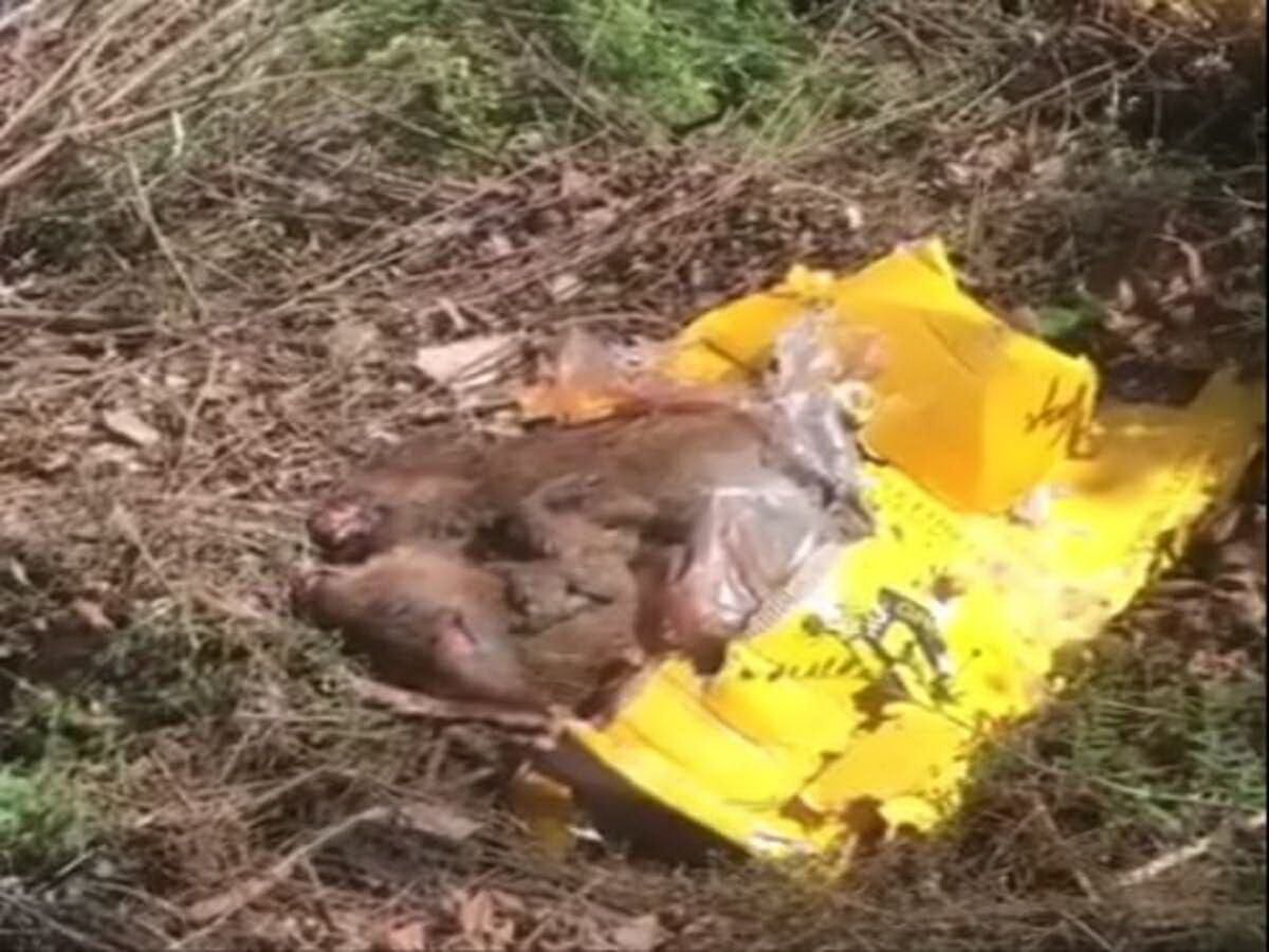 cuccioli di cinghiale massacrati all'insugherata