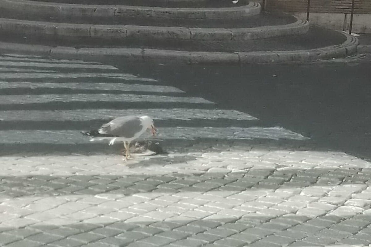 gabbiano mangia piccione in centro