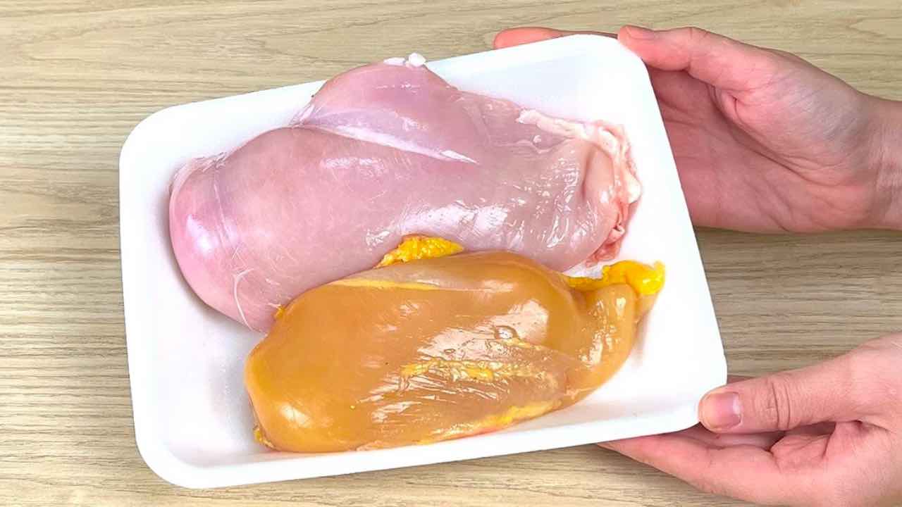 pollo giallo e bianco