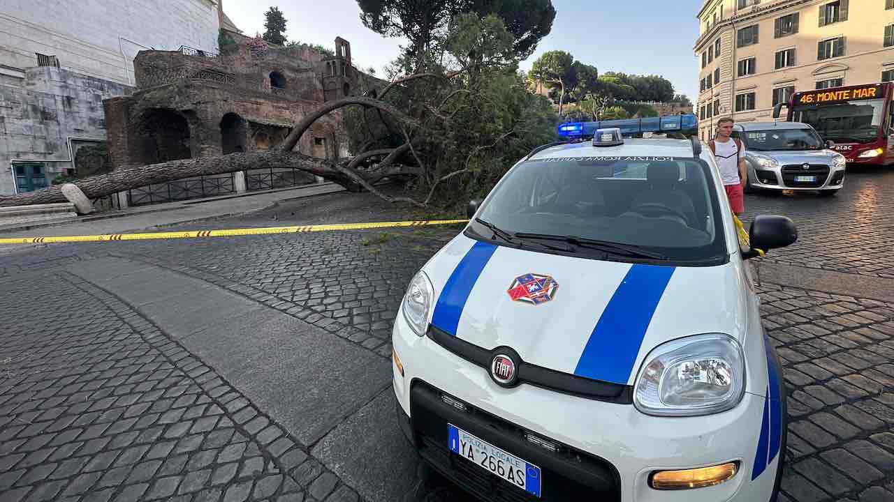 albero caduto Roma ara coeli