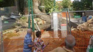 Albero caduto sulla passeggiata di Frascati