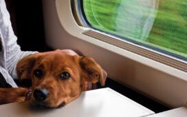 Cane in treno
