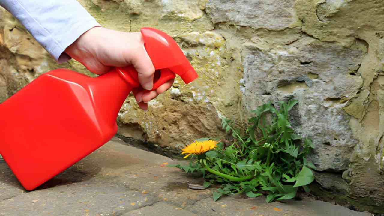 Erbacce in giardino