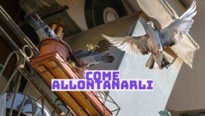 Invasione in balcone di piccioni
