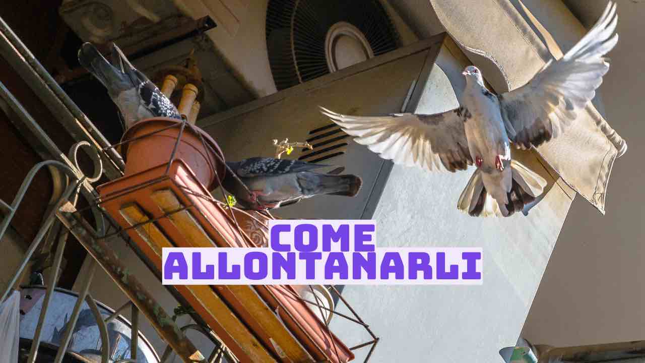 Invasione in balcone di piccioni