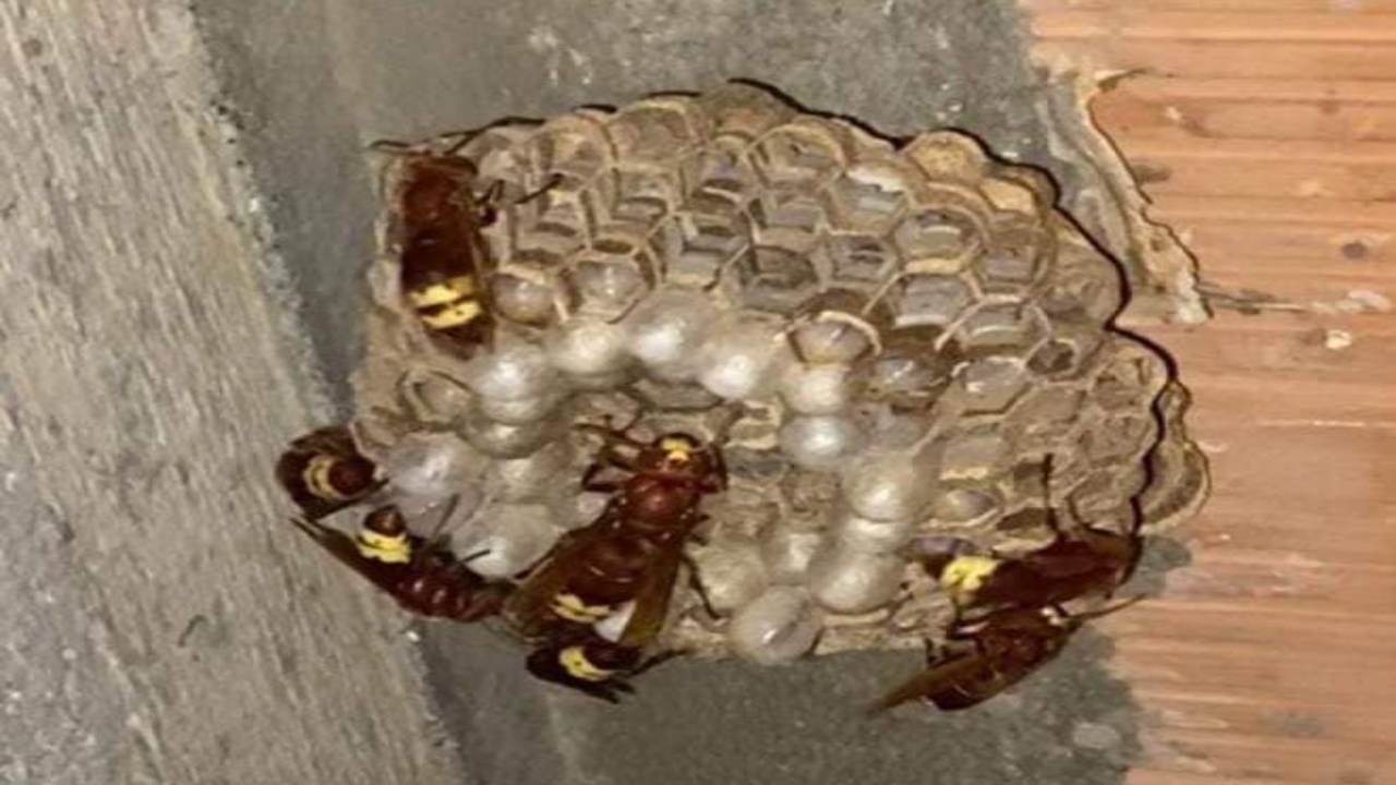 Bloccato sul nascere un nido di vespa orientalis che era in rapida espansione. A lanciare l'allarme un giovane papà