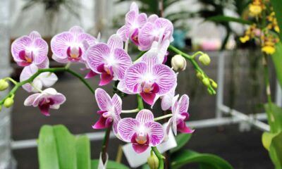 Orchidea