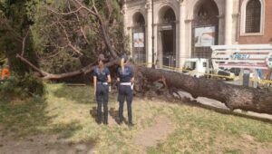 Piazza Venezia alberi