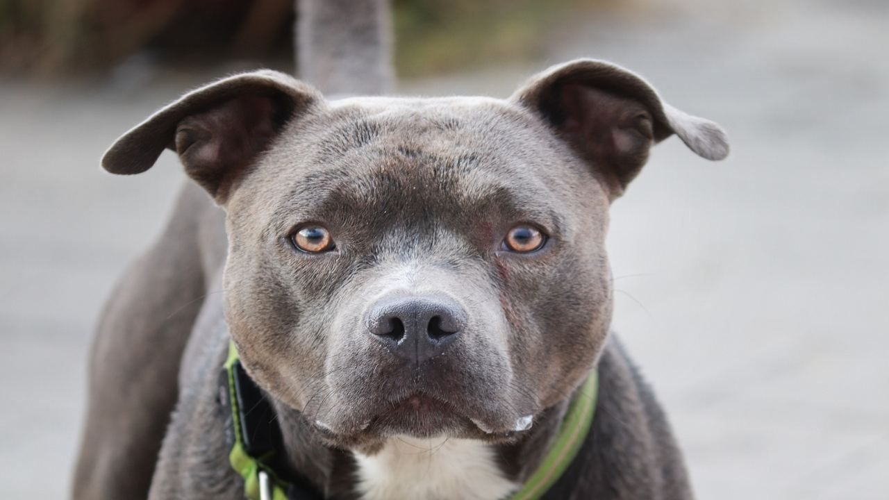 Un pitbull nel pomeriggio dello scorso mercoledì ha aggredito un bimbo di tre anni e sua nonna. I fatti a Bracciano