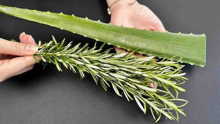 Rosemary with aloe