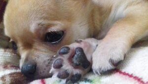 Stella il cane rapito a Mezzocammino