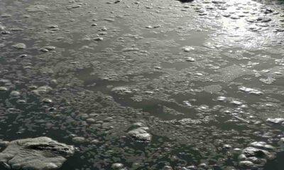 Inquinamento canale biffi ad ardea