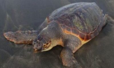 Nido di tartaruga Caretta caretta a Sabaudia