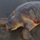 Nido di tartaruga Caretta caretta a Sabaudia
