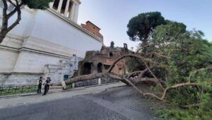albero caduto Roma ara coeli
