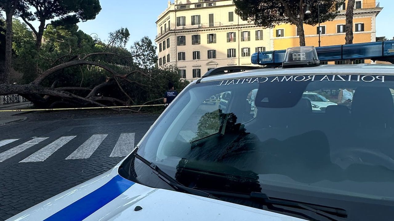 albero caduto Roma ara coeli