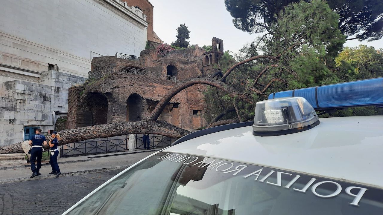 albero caduto Roma ara coeli