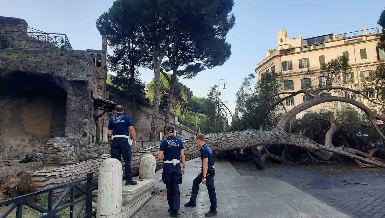 albero caduto Roma ara coeli