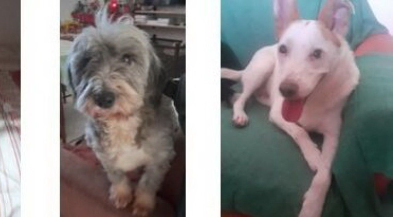 cani morti carbonizzati