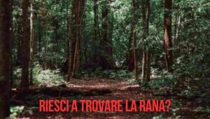 illusione ottica rana