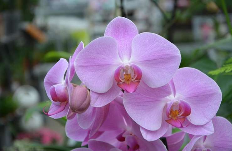 Orchidea