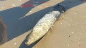 ordigno bellico sulla spiaggia di nettuno