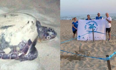Nido caretta caretta torvaianica