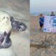 Nido caretta caretta torvaianica