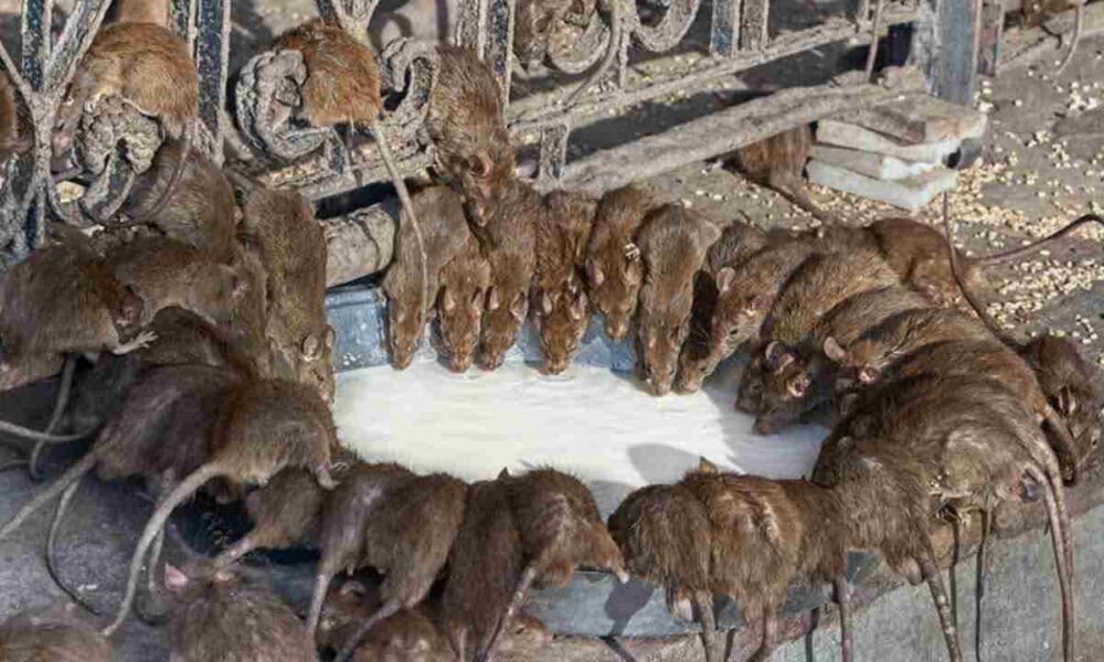 Ecco come far in 60 secondi topi e ratti senza l'utilizzo del veleno