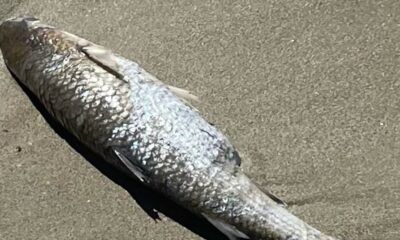 pesci morti a Ostia
