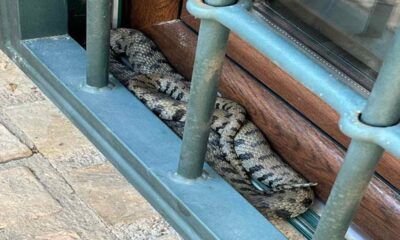 vipera Roma
