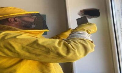 Tante le segnalazioni di vespe orientalis a Roma, l'ultimo caso domenica nel quartiere Aurelio. Ecco cosa ha detto l'esperto Andrea Lunerti