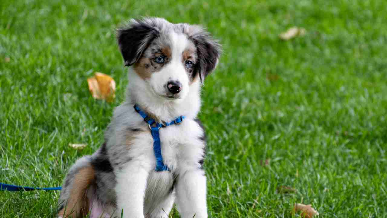 Cane di piccola taglia con gli occhi azzurri