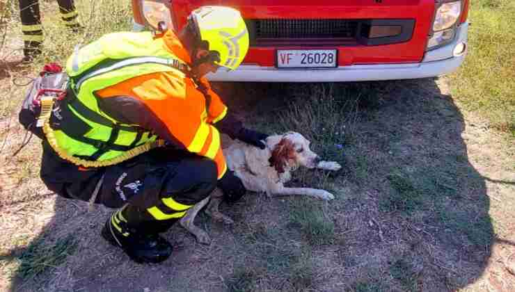 Cane portato in salvo nel pontino