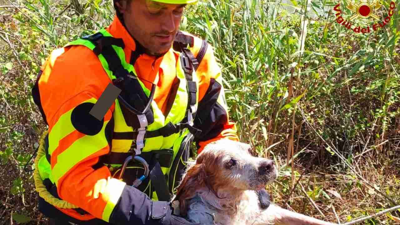 Cane salvato a Pontinia