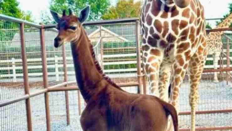 Giraffa a tinta unita