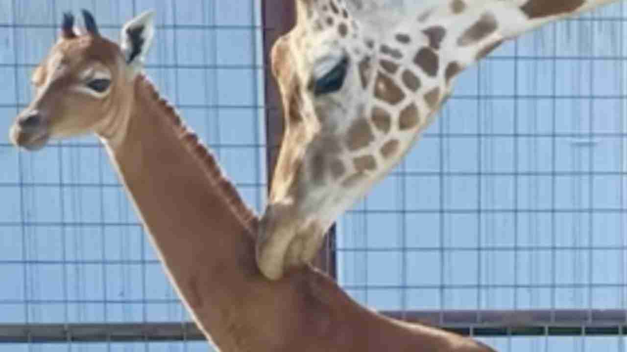 Giraffa senza macchie