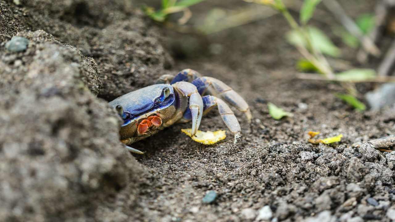 Il granchio blu, che quest'estate ha invaso le nostre coste, si dimostra maggiormente aggressivo rispetto alle specie autoctone.