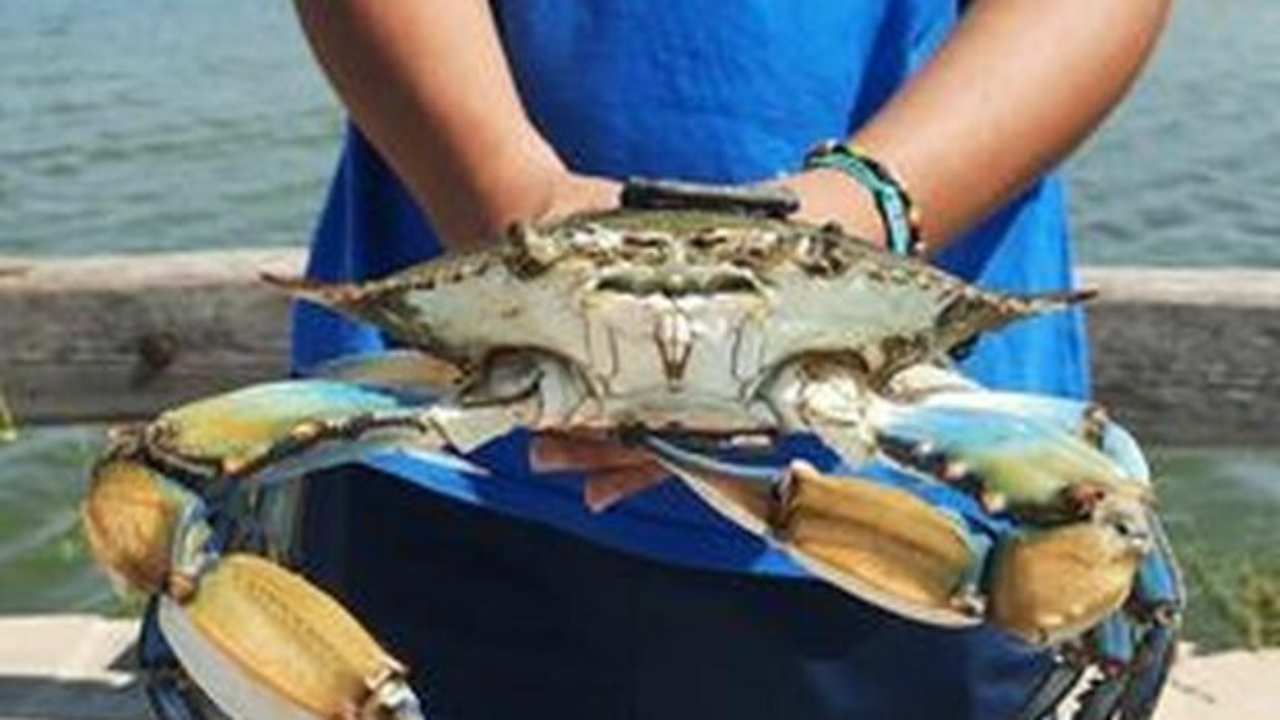 In arrivo i primi carichi, presso il Car di Roma, di granchio blu pescato. Prezzi irrisori, i carichi aumenteranno.