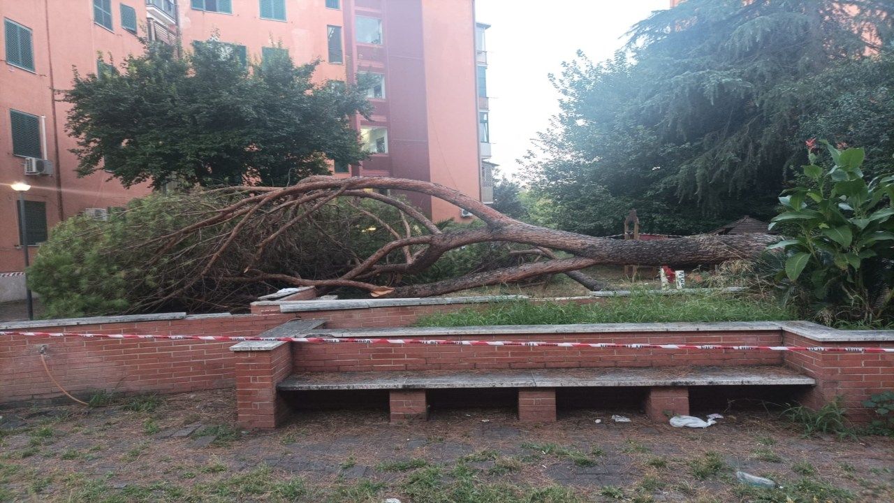 albero caduto in via Recanati