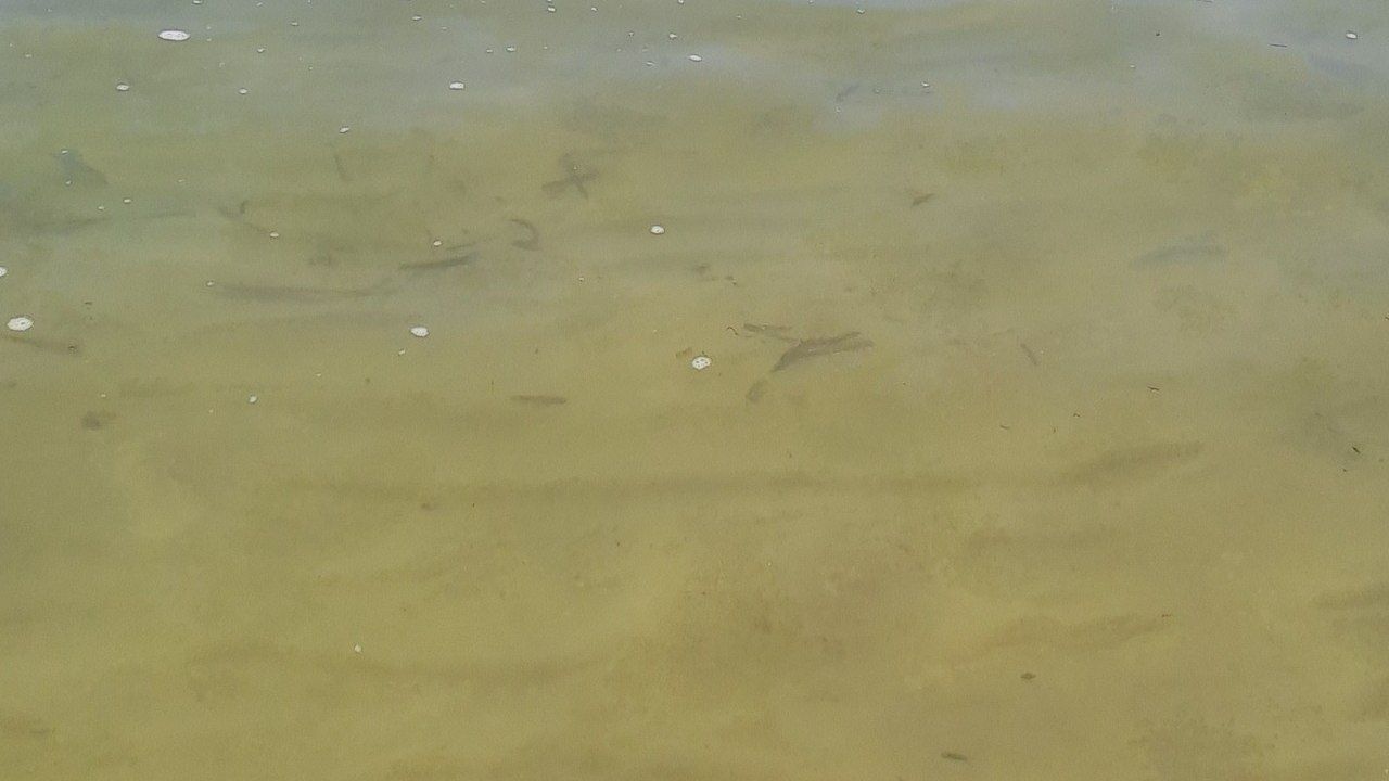 Mare torbido litorale latina