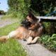 cane abbandonato