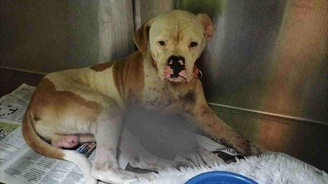 cane abbandonato a Lanuvio