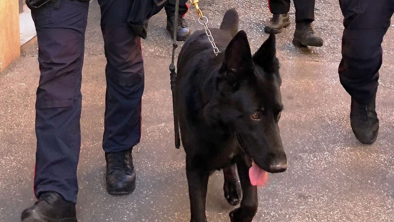 cane unità anticinofila carabinieri