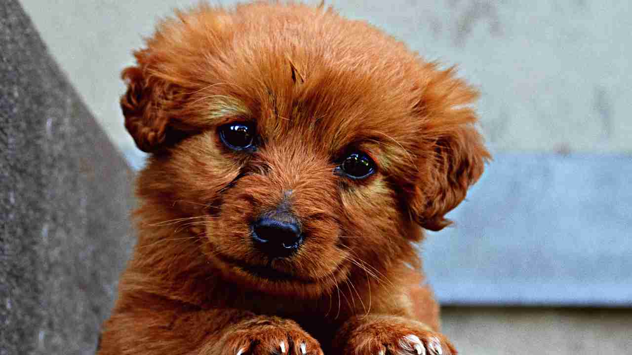 cucciolo di cane