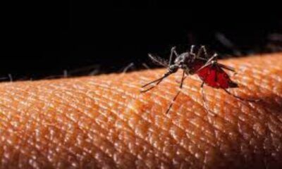 Dengue