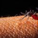 Dengue
