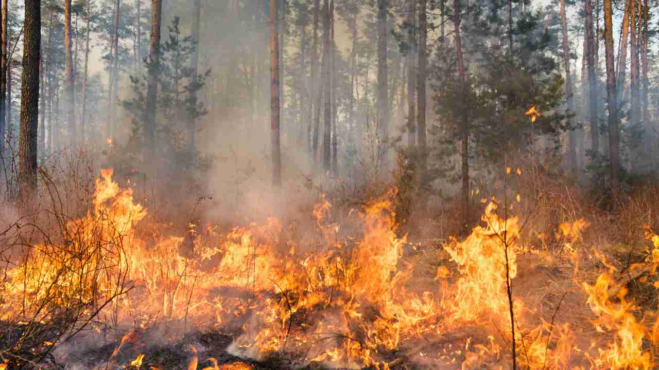 incendio nella foresta