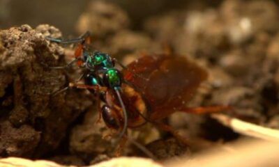 Vespa orientalis